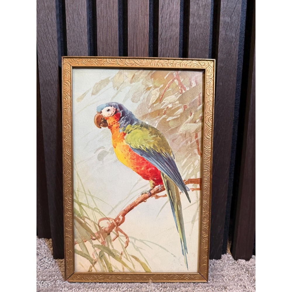 Antique Catherine Klein Chromolithograph Parrot Perroquet Stehli Bros Swiss S324